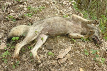 El lobo joven que descubrió el pedáneo de Tejeira se había arrastrado hasta un arroyo para beber cuando se sintió mal. DL