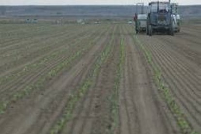 Zonas de cultivo de regadío, en la vega leonesa del Esla