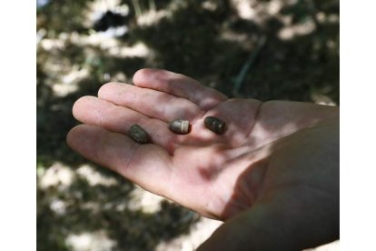 Imágenes de la munición y parte de los restos encontrados en las excavaciones en Casasola.