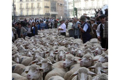 Un río de ovejas por el centro de Madrid en 2009. BENITO ORDÓÑEZ