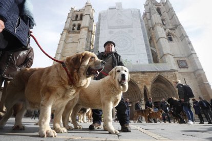 Dos ejemplares de mastín frente a la Catedral en una imagen de archivo. JESÚS