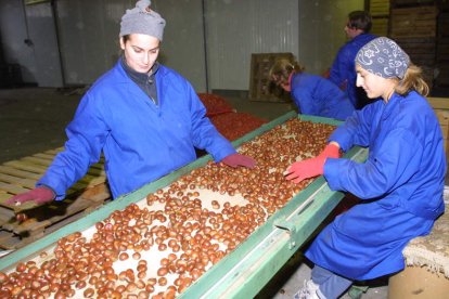 Varias trabajadoras seleccionan castañas en una cooperativa.