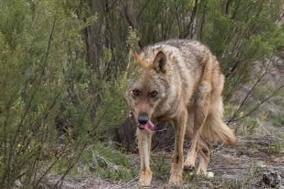 Los lobos se mueven entre las fincas próximas a la localidad en busca de animales o carroña. ICAL