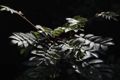 El estudio se ha publicado en la revista Nature Plants. jesús f. salvadores