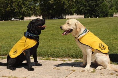 Dos de los trece perros guías de la Once de León. DL