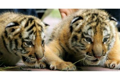 Sólo quedan 5.000 ejemplares en libertad de tigre siberiano, especie amenazada por el tráfico ilegal de animales.