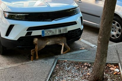 Coche con un corzo empotrado. DL