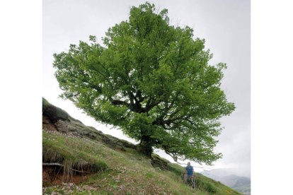 El tilarón de Castrovelloso en Redipollos, un árbol monumental de León. NORBERTO