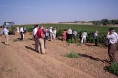 Un momento de las actividades en la viña de la bodega l Gordonzello