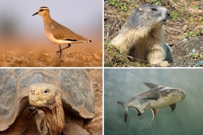 Especies en peligro de extinción incluídas en la lista roja de la UICN. De izquierda a derecha, avefría sociable (Vanellus gregarius), marmota alpina (Marmota marmota), tortuga gigante de la Española (Chelonoidis hoodensis) y pez gato de Mekong .