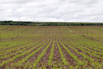 Un campo de cultivo en León. MARCIANO PÉREZ