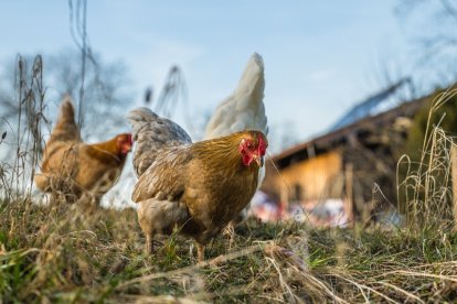 Gallinas, en una imagen de archivo. MUNZELMINKA