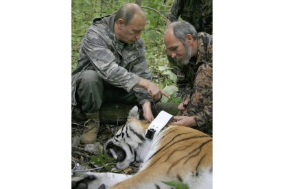 Uno de los tigres liberados por Putin.