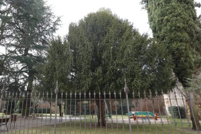 El tejo engalana el parque del Cid . MARCIANO PÉREZ