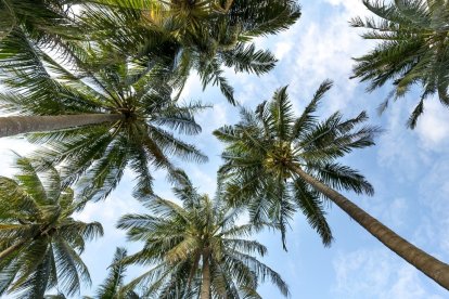 La palmera cayó sobre la joven, que ha fallecido, y sobre un camión de limpieza. QUANG NGUYEN VINH / PIXABAY