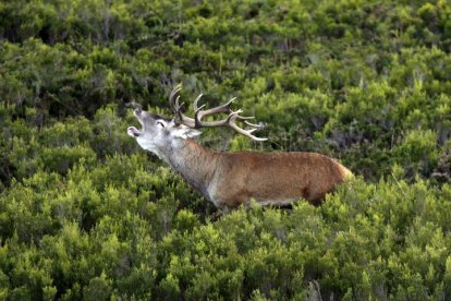 Es tiempo para disfrutar de la naturaleza y de la berrea en León. J.L. CEREIJIDO