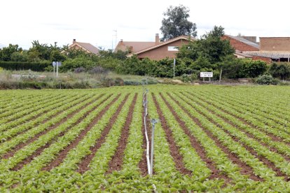 Fotografía de archivo de una plantación de remolacha. MARCIANO PÉREZ