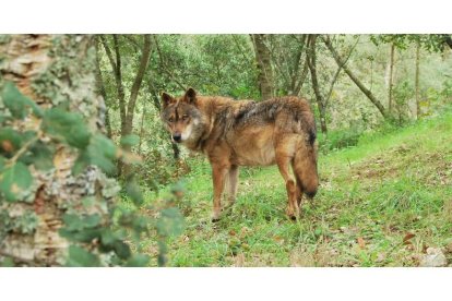 En Castilla y León el lobo es considerado especie cinegética a excepción del sur del Duero donde está protegido.