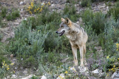 El lobo puede poner en peligro las reses de la ganadería extensiva. MARIAM A. MONTESINOS