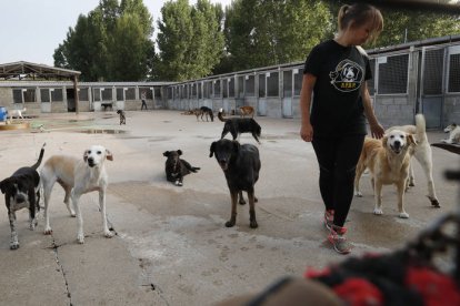 la protectora de animales y plantas de león que asegura que se queda sin recursos. RAMIRO