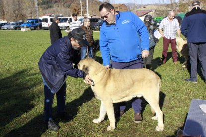 Un juez determina si el animal sirve para criar. CAMPOS