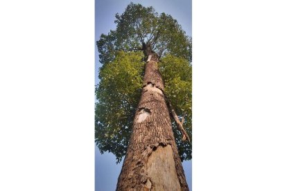 Un ejemplar de árbol gigante. DL