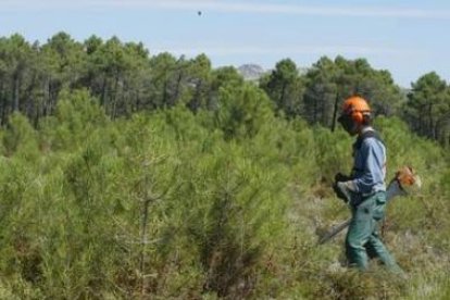 Cabecera de un monte de pinos en la zona norte de León.