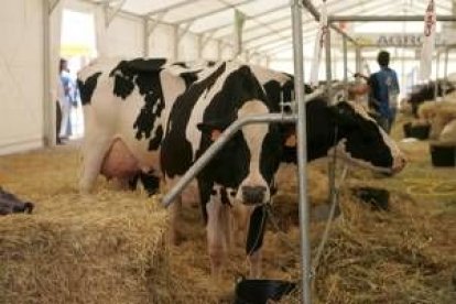 Ejemplares de vacas frisona en una exhibición en la localidad de Toral de los Guzmanes