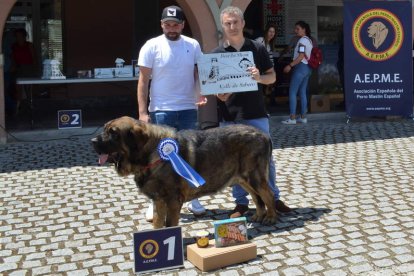 El director del MSM entrega el premio al mastín campeón absoluto. CASTRO