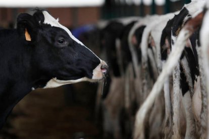 Hasta marzo la leche se estaba pagando a 0,60 euros, mientras que hora ha bajado casi hasta los 0,52. JESÚS F. SALVADORES