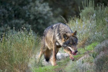 Un ejemplar de lobo ibérico. DL