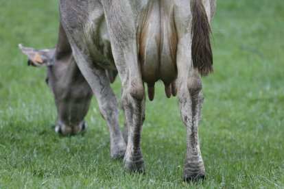 Una vaca pasta en un pueblo del Cea. JERSÚS F. SALVADORES