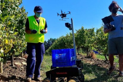 Un vendimiador ayudado por uno de los robots y el dron que ausculta las cepas en un viñedo gallego. mónica torres / la voz de galicia