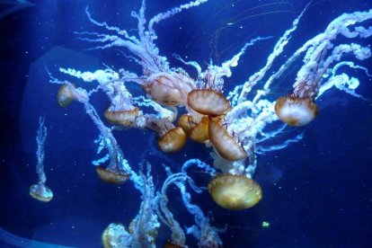 Medusas conocidas como ortigas del mar del Pacífico se muestran en el acuario de Nausicaá, en Boulogne-sur-Mer.