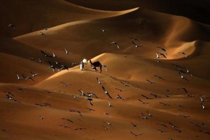 Las palomas vuelan sobre el desierto de Liwa, a 250 kilómetros al oeste del emirato del Golfo de Abu Dhabi.