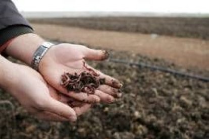 Lombriz americana en tierras de León, un cultivo de moda en los ochenta que ahora vuelve a repuntar