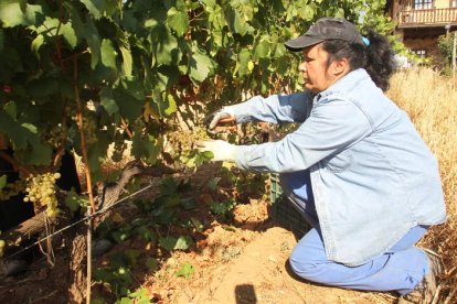 La vendimia comenzó ayer en los viñedos de godello y chardonnay del Palacio de Canedo.