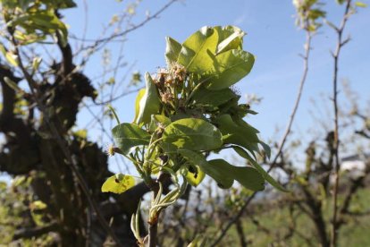 Un brote en una plantación de frutales, ayer.