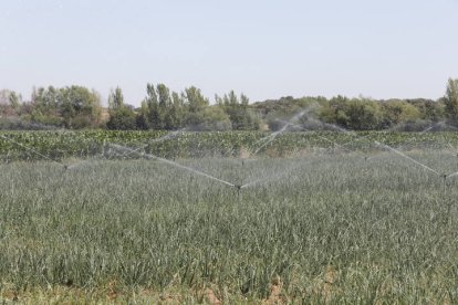 Tierras de cultivo en la provincia de León. MARCIANO PÉREZ