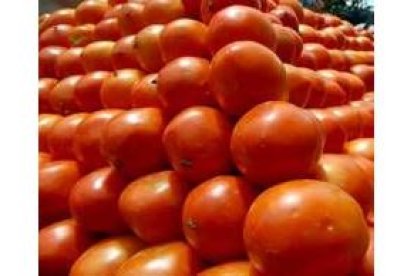 Los tomates pueden ser una de las claves en la lucha contra el cáncer