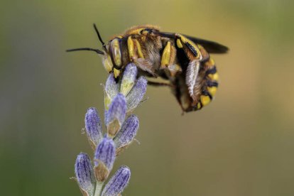 Polen y abejas. EFE