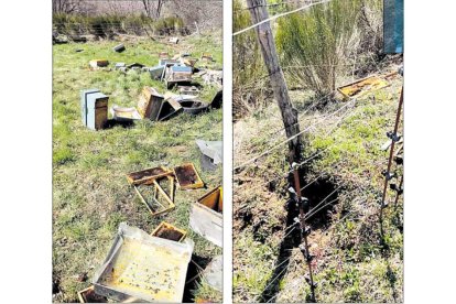 El oso encontró el pasado 23 de agosto la forma de burlar el cercado eléctrico que protegía uno de los colmenares de la empresa Leizem en el Alto Sil. El plantígrado abrió un agujero en la tierra con sus zarpas y se coló en la propiedad para desarbolar las colmenas a su antojo en busca de mil. Los ataques están dejando de ser algo ocasional y en los últimos meses Leizem ha perdido hasta 45 colmenas en