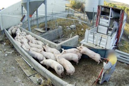 El Observatorio de Bienestar Animal (OBA) ha denunciado al propietario de una granja porcina en Quintanilla del Coco (Burgos) por delitos de maltrato animal con agravante de muerte después de detectar "graves irregularidades" en la explotación ganadera. OBA