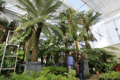 Los helechos traídos de Nueva Zelanda, Australia y Argentina, en 2015 en el vivero de Pobladura. LDM