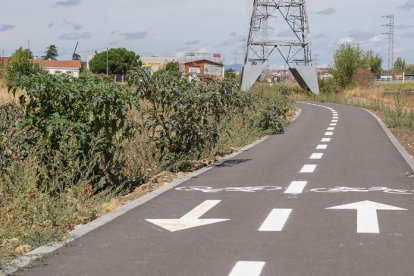 Las plantas de estramonio han crecido libremente hasta alcanzar más de metro y medio de altura a la vera del carril-bici bajo la ronda Este. MIGUEL F.B.