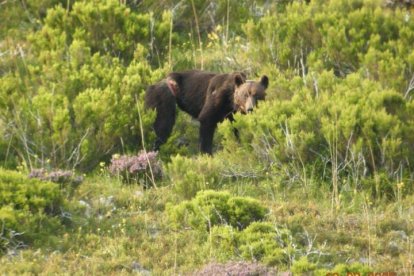 Las tremendas heridas que un lazo dejó en un oso pardo