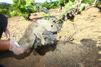 Una plaga de conejos ante una cepa esquilmada. L, DE LA MATA