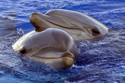 Delfines en la Ciudad de las Artes y las Ciencias en Valencia. J.C. CÁRDENAS