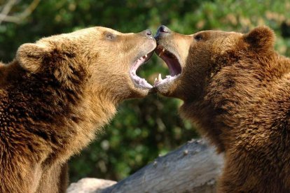 Dos osos juegan en el Zoo de Madrid.