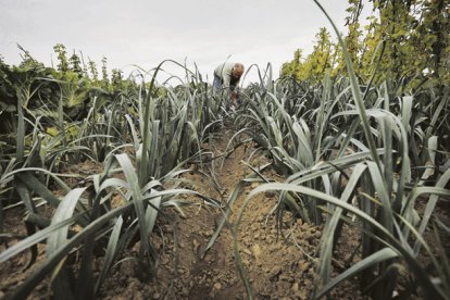 La concentración parcelaria, previa a la modernización, afecta a 2.335 propietarios de fincas del Órbigo. JESÚS F. SALVADORES